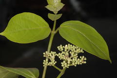 Premna serratifolia